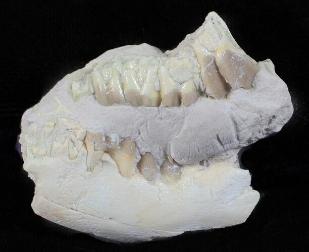 Oligocene Ruminant (Leptomeryx) Jaw Sections #60976